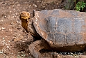 4021 Giant tortoise